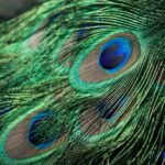 closeup photography of green, gray, and blue Peacock feathers