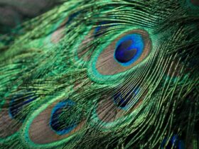 closeup photography of green, gray, and blue Peacock feathers