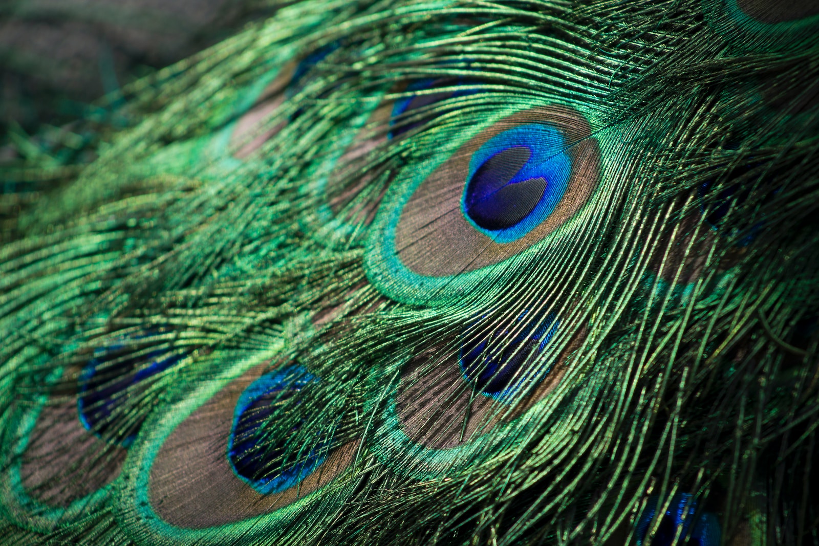 closeup photography of green, gray, and blue Peacock feathers