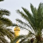 green palm tree under blue sky during daytime