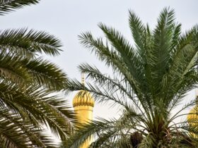 green palm tree under blue sky during daytime