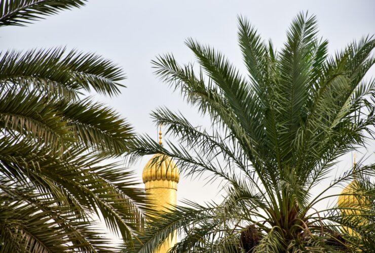 green palm tree under blue sky during daytime