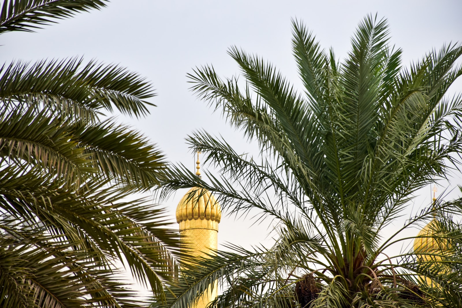 green palm tree under blue sky during daytime