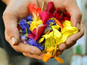 yellow blue and red flower petals on persons hand