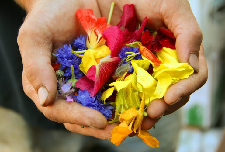 yellow blue and red flower petals on persons hand