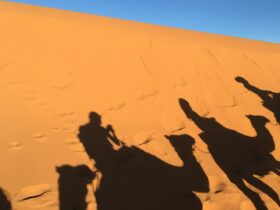 silhouette of four person riding camel on desert during daytime