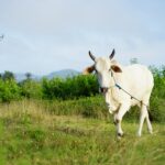 a white cow with a blue leash walking through a field