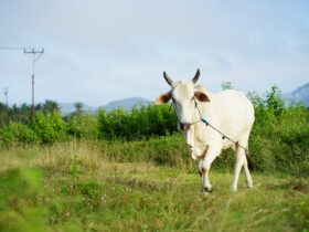 a white cow with a blue leash walking through a field