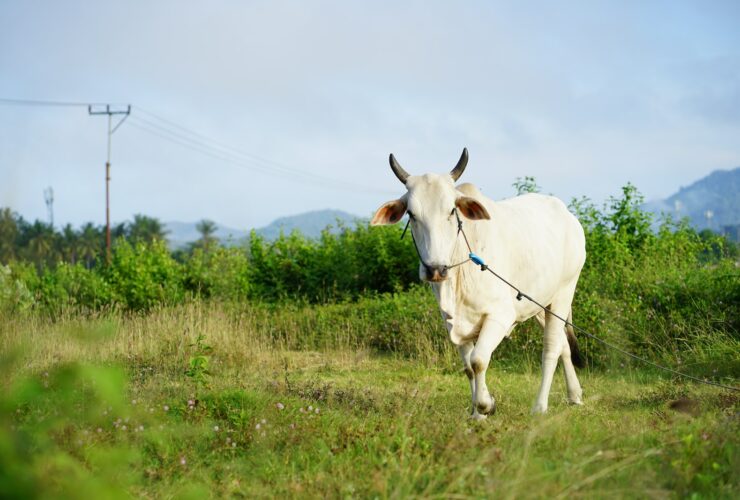 a white cow with a blue leash walking through a field