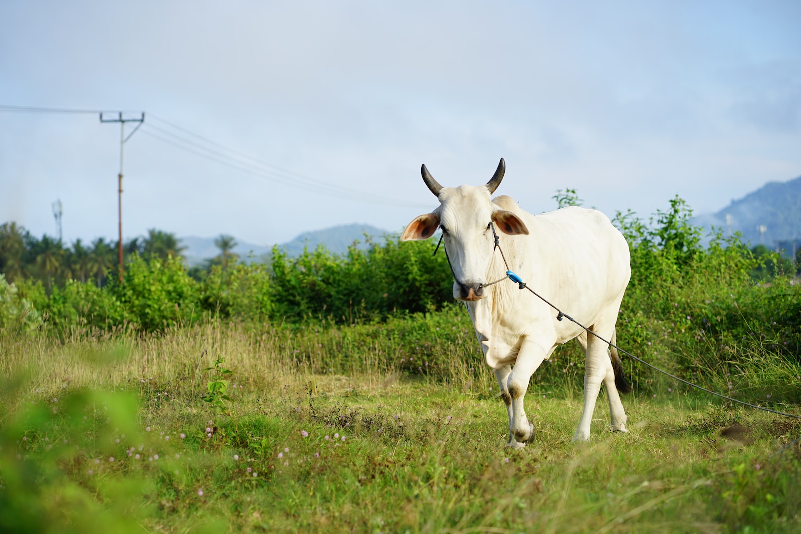 a white cow with a blue leash walking through a field