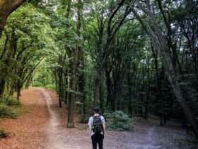 man standing in the middle of woods