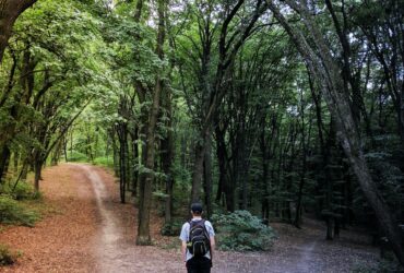 man standing in the middle of woods