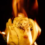 yellow rose in close up photography