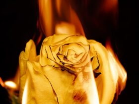 yellow rose in close up photography