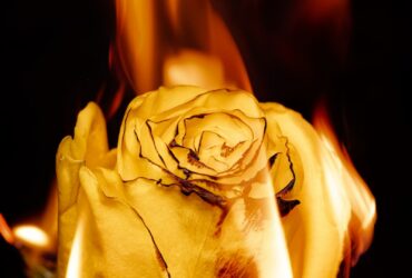 yellow rose in close up photography