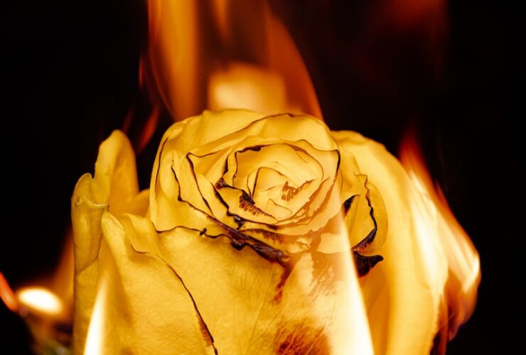 yellow rose in close up photography
