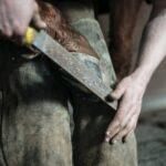 A man holding a horse's hoof against his knees and trimming it with a file