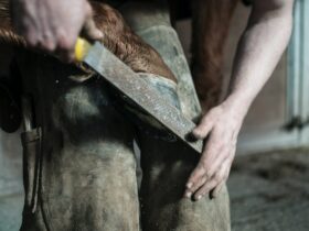 A man holding a horse's hoof against his knees and trimming it with a file