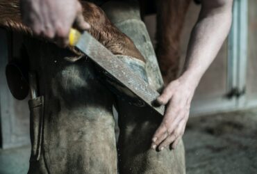 A man holding a horse's hoof against his knees and trimming it with a file