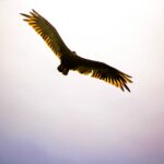 flying black and brown bird