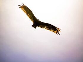 flying black and brown bird