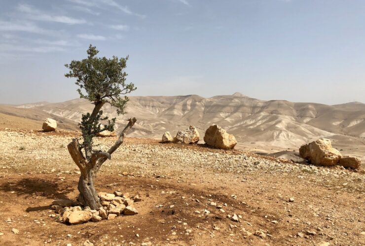 green tree on brown sand during daytime