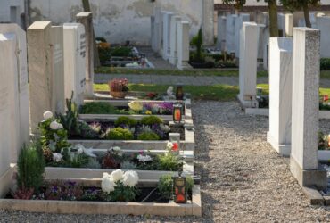 green and white flower garden