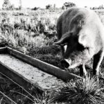 a black and white photo of a pig eating grass