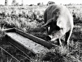 a black and white photo of a pig eating grass