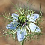 virgin in the green, gretl in the perennials, gretchen in the bush