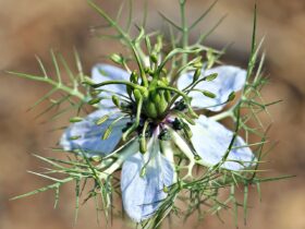 virgin in the green, gretl in the perennials, gretchen in the bush