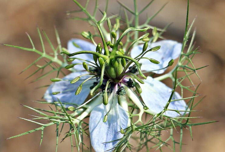 virgin in the green, gretl in the perennials, gretchen in the bush