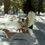 White and Black Bird on Persons Hand