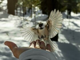 White and Black Bird on Persons Hand