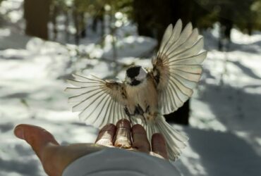 White and Black Bird on Persons Hand