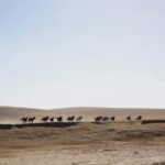 horses on desert
