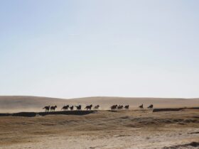horses on desert