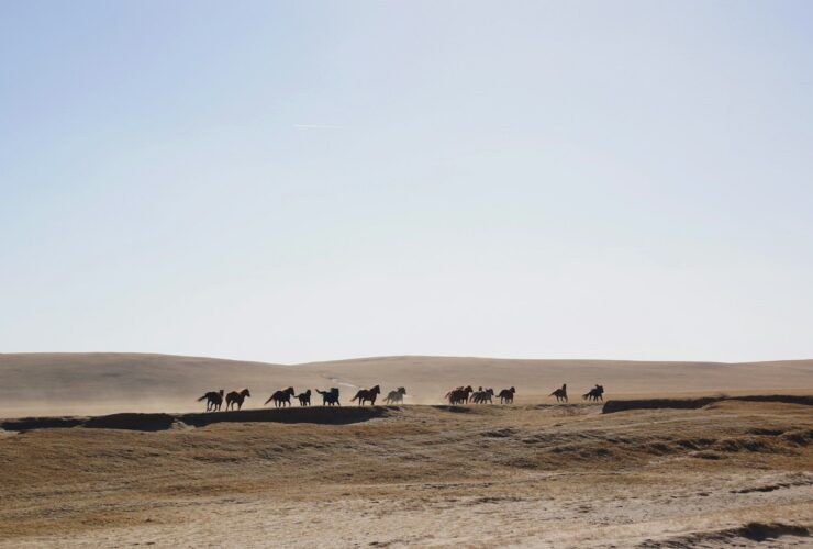 horses on desert
