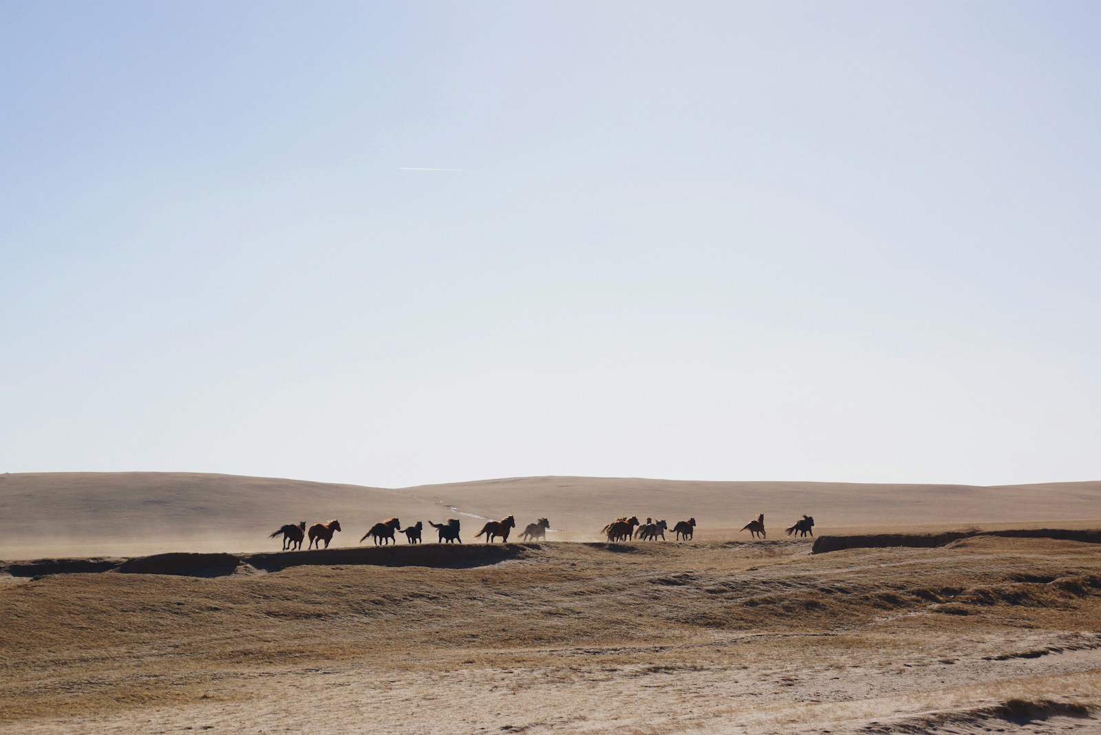 horses on desert