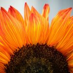 closeup photo of sunflower