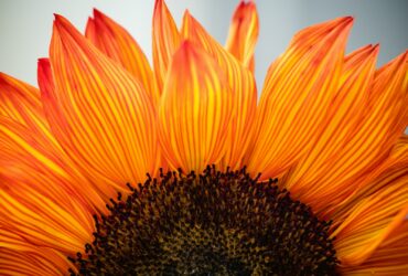 closeup photo of sunflower