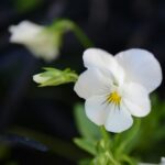 a close up of a flower