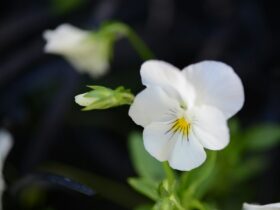 a close up of a flower