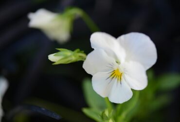 a close up of a flower