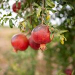a bunch of pomegranates hanging from a tree