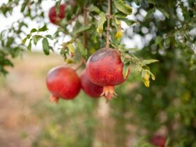 a bunch of pomegranates hanging from a tree