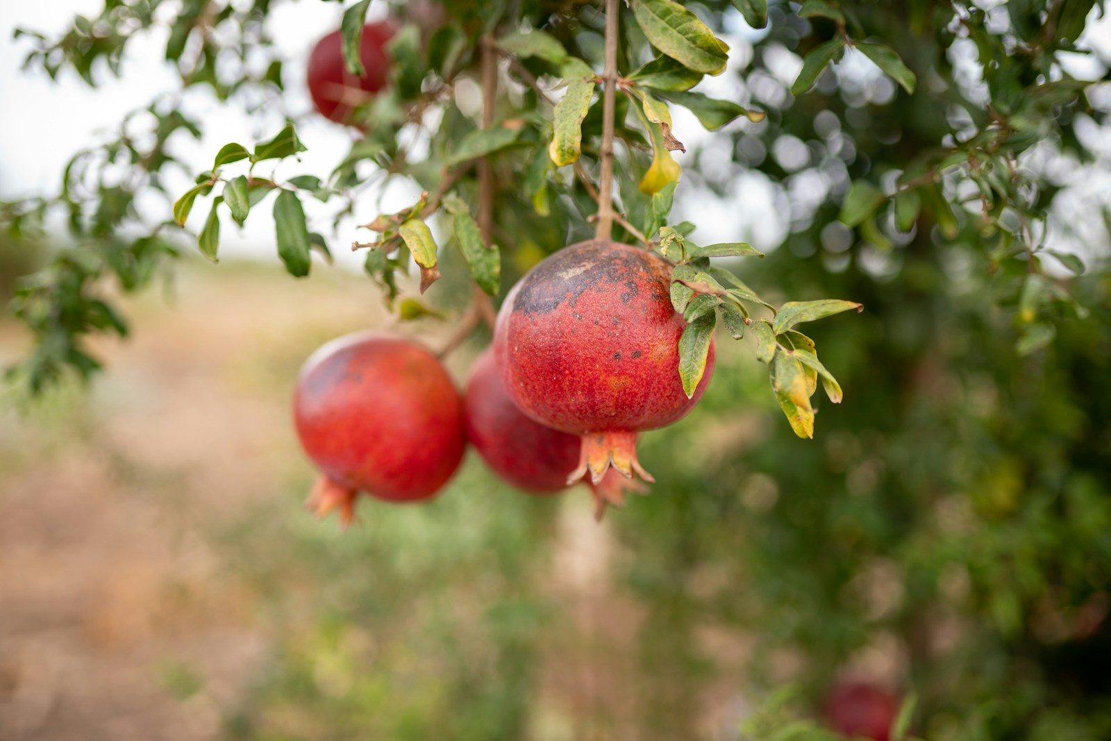 a bunch of pomegranates hanging from a tree
