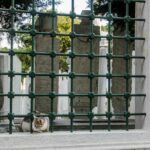 brown and white short coated dog on gray concrete road during daytime