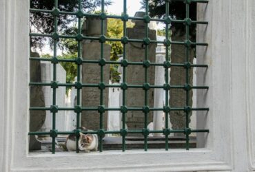 brown and white short coated dog on gray concrete road during daytime