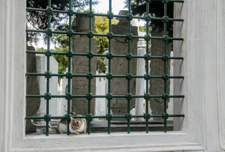 brown and white short coated dog on gray concrete road during daytime